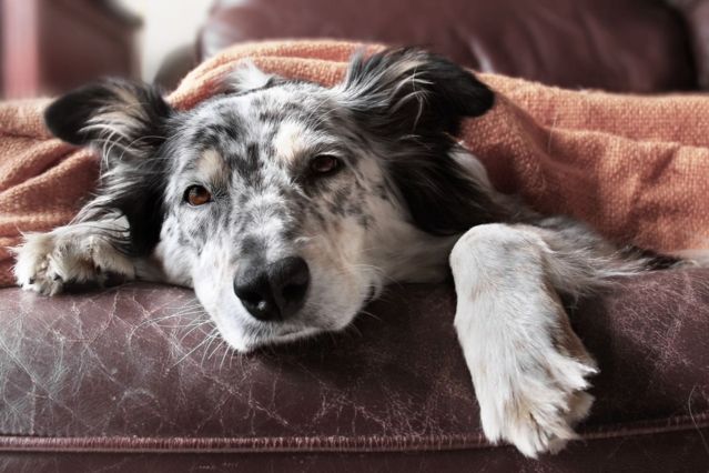 Parvovirose bei Hunden: Symptome und Behandlung
